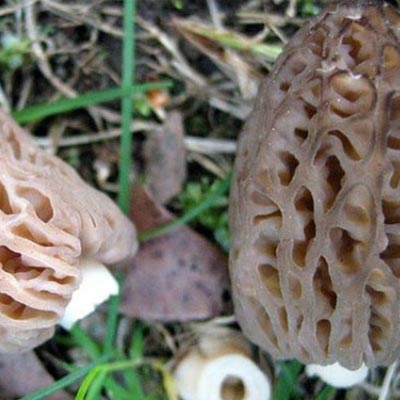 Morilles champignons séchés - Achat en ligne Jura