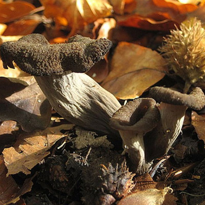 Trompettes de la mort - Champignon Achat